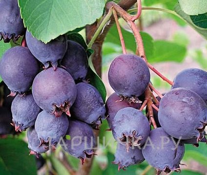 Ирга Смоки ольхолистная