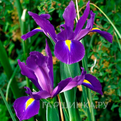 Ирис Пурпл Сенсейшн 10шт