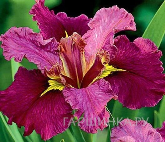 Ирис луизианский Джек Аттак