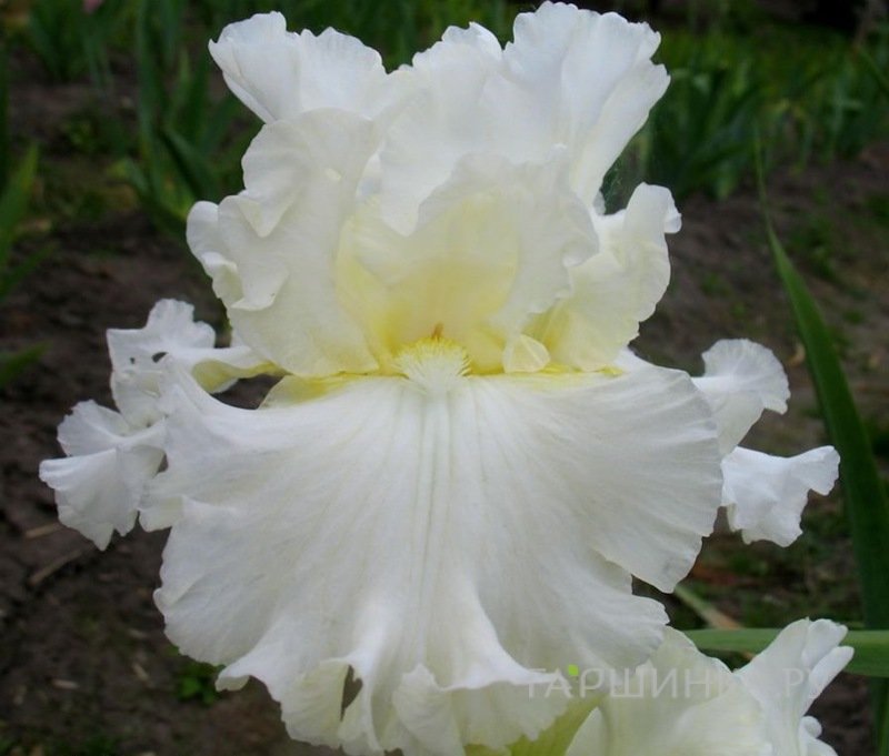 Ирис бородатый Элизабет Полдарк