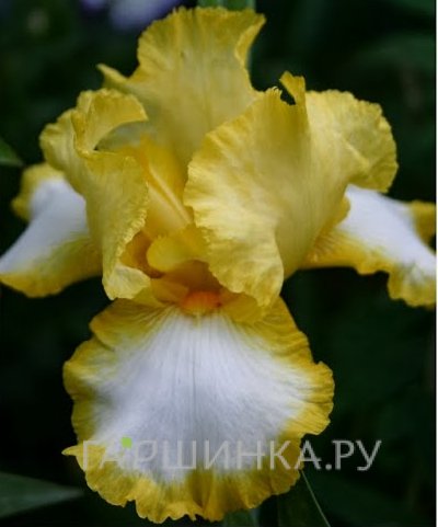 Ирис бородатый Фриндж оф Голд