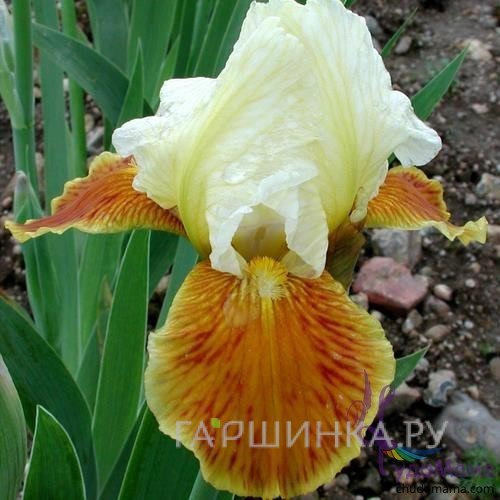 Ирис бородатый Хони Глэйзд