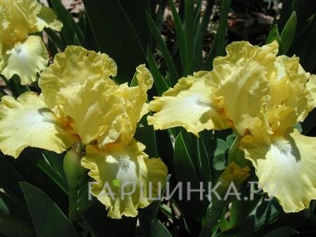Ирис бородатый Лемон Поп