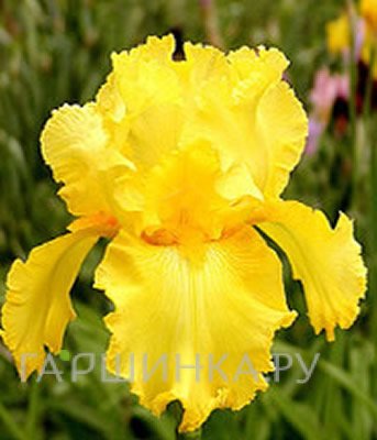 Ирис бородатый Октобе Сан