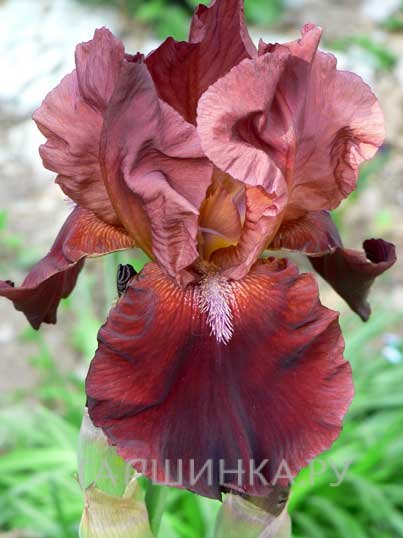 Ирис бородатый Самурай Уорриор