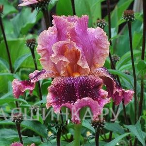 Ирис бородатый Спин Оф