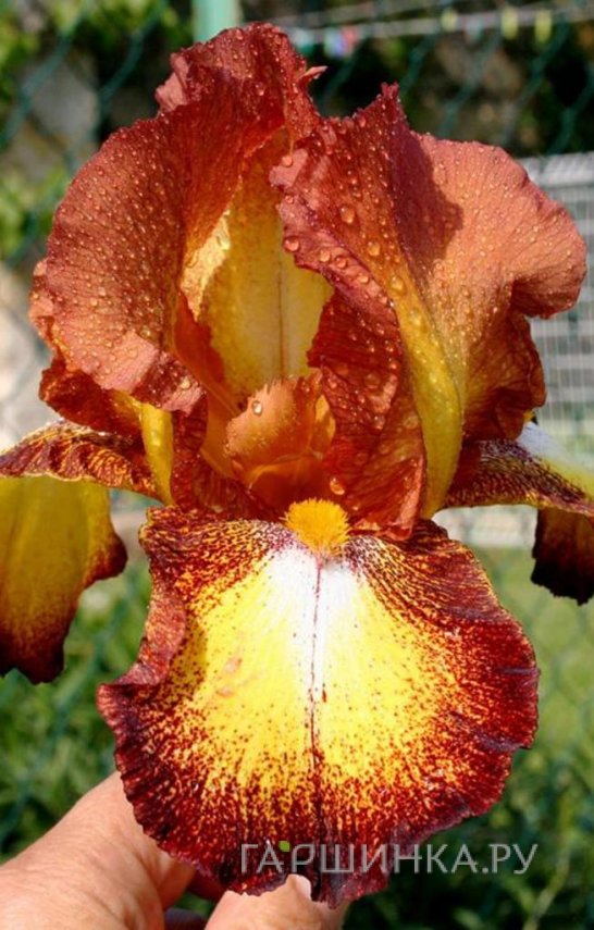 Ирис бородатый Спреклес