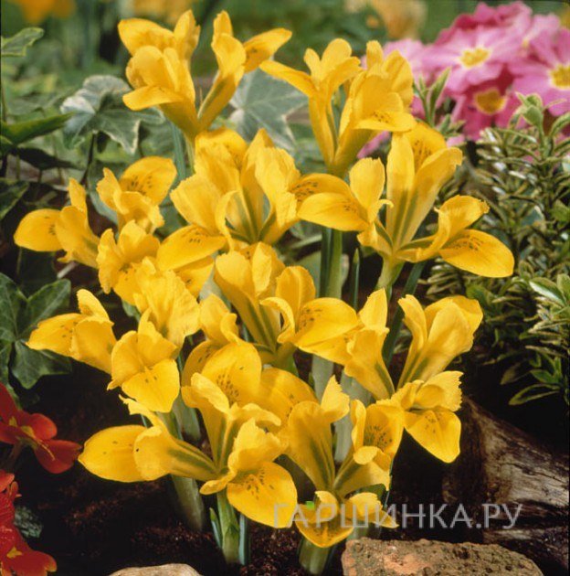 Ирис Дэнфорда 10шт