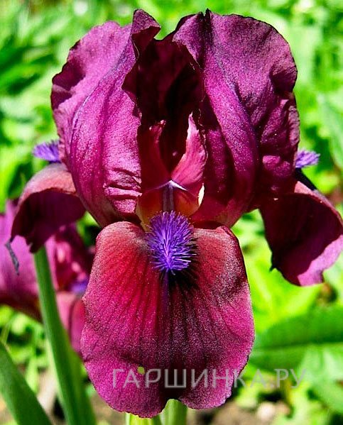 Ирис карликовый Черри Гарден