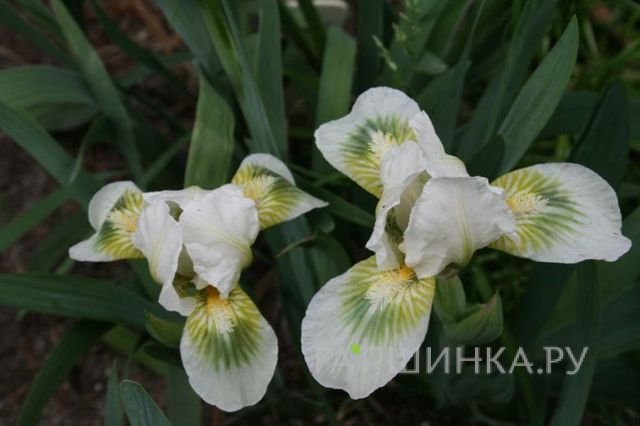 Ирис карликовый Грин Спот