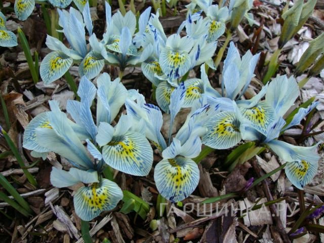 Ирис Катарина Ходжкин 7 шт