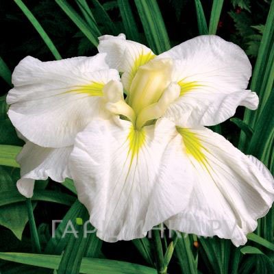 Ирис мечевидный Голд Баунд