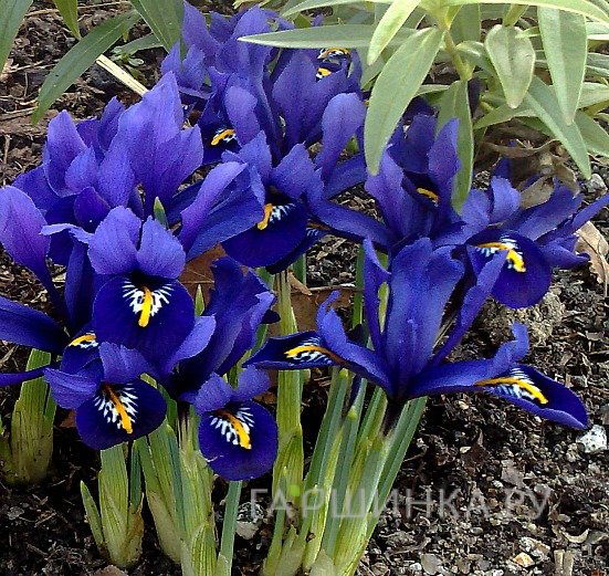 Ирис Гармония 10 шт