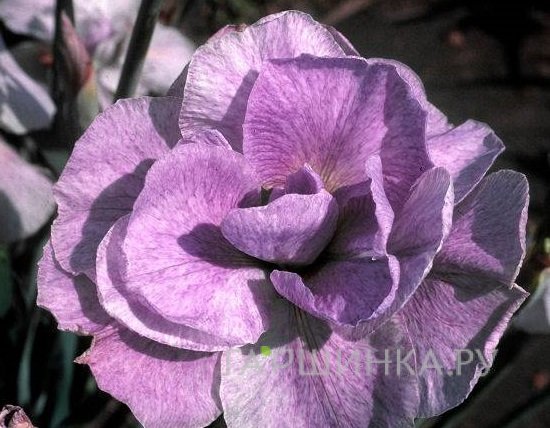 Ирис сибирский Империал Опал