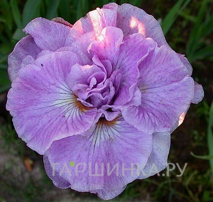 Ирис сибирский Ригамароле