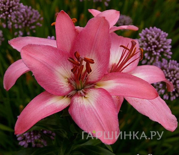 Лилия Айсберри азиатская /2шт