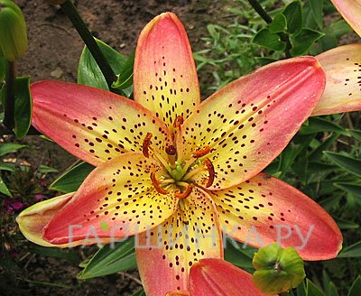 Лилия Италия азиатская/2шт