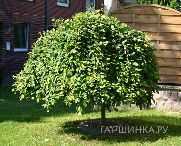 Ива козья Килмарнок на штамбе 120 см