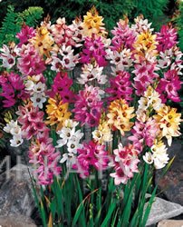 Иксия Микс  8шт.