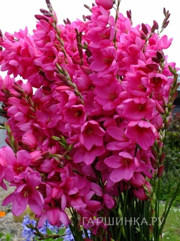 Иксия Венус 10шт