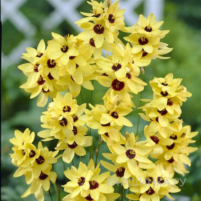 Иксия Еллоу Эмперор 10шт