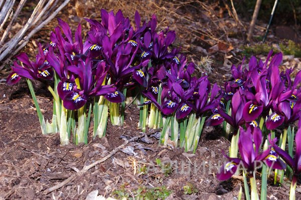 Ирис Джей Эс Дийт 15 шт