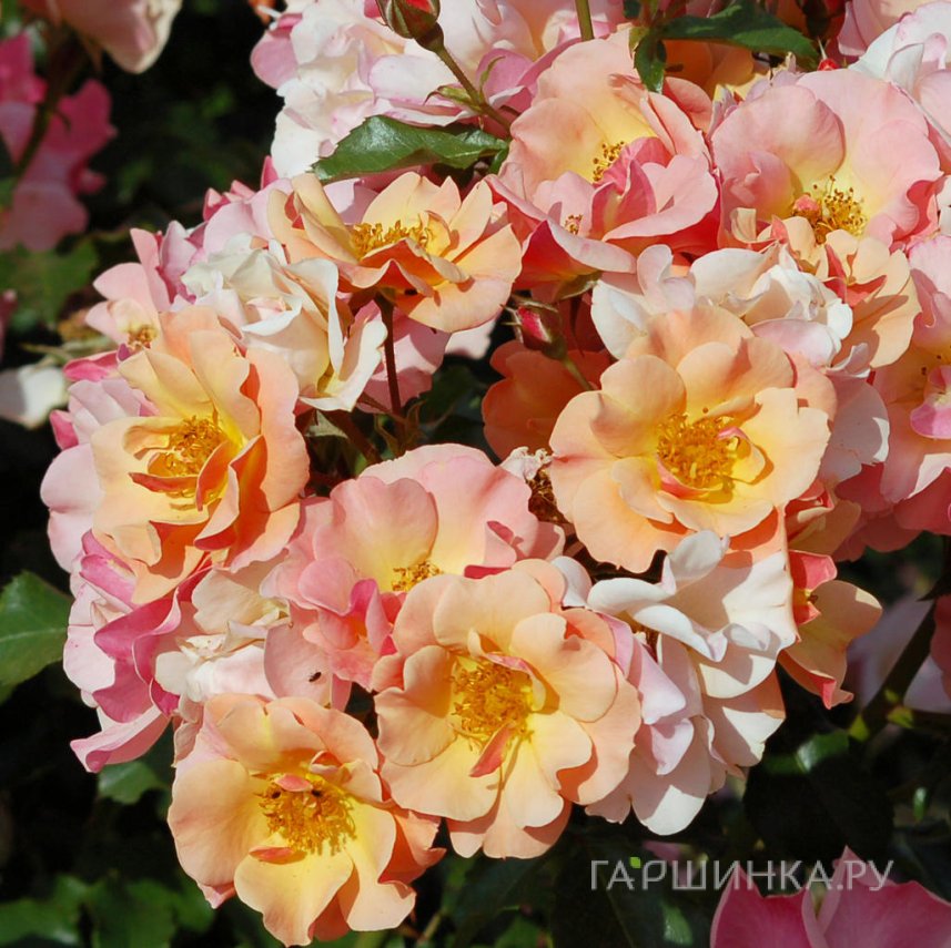 Роза Джаз почвопокровная, Тантау (лиц)