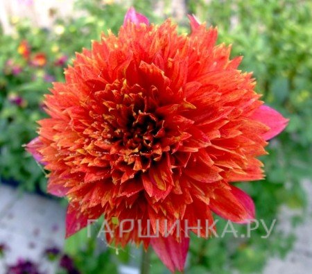 Георгина Джайв анемоновидная