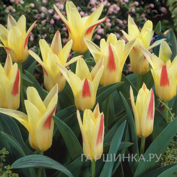 Тюльпан Иоганн Штраус Кауфмана 5шт