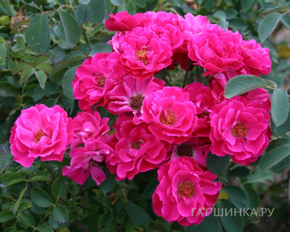 Роза Джон Франклин канадская парковая (лиц)