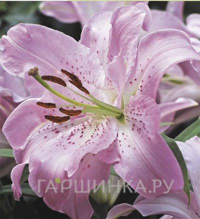 Лилия Жозефина восточная