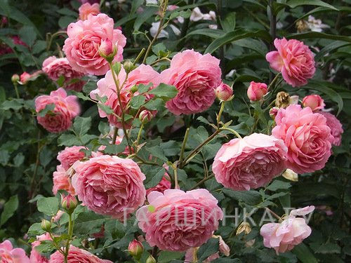 Роза Джубили Селебрейшн, Д.Остин кустарниковая (лиц)