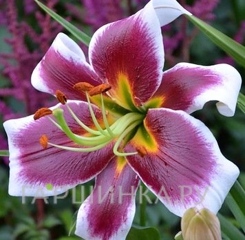 Лилия Джудит Саффинья ОТ-гибрид/2шт