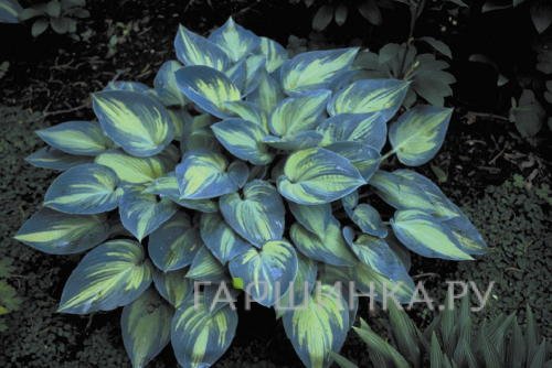 Хоста Джун (M)