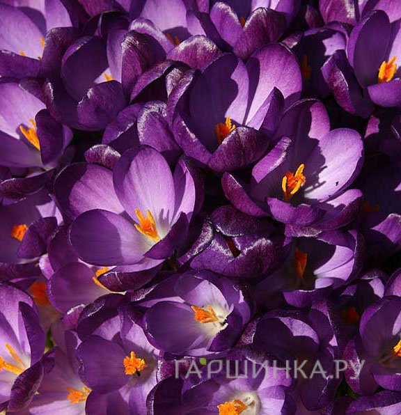 Крокус Руби Гиант 15 шт