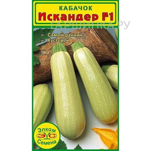 Кабачок Искандер F1 (5 сем.)