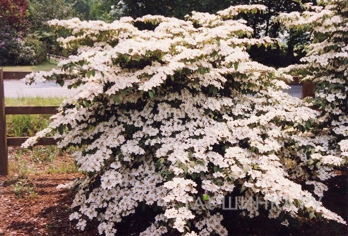 Калина Пинк Бьюти складчатая розовая