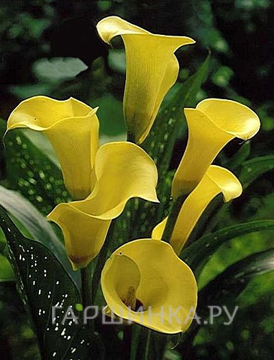 Калла Блэк Мэджик