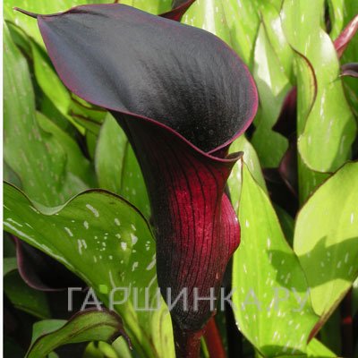 Калла Блэк Стар