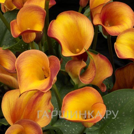 Калла Файрлайт