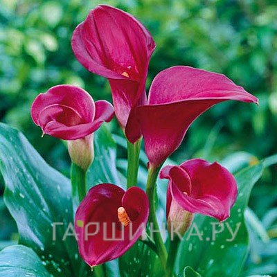 Калла Ред Маджестик