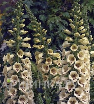 Наперстянка Camelot Cream NEW!