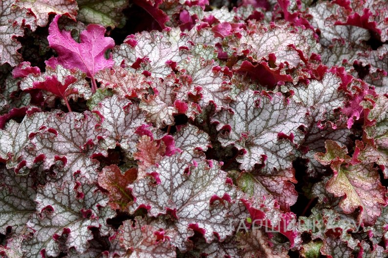 Гейхера Кан Кан