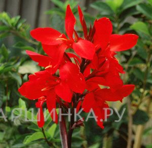 Канна Файерберд