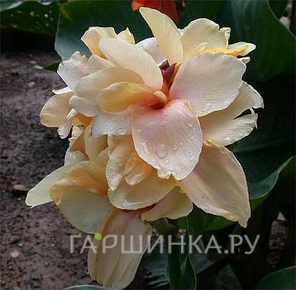 Канна Эприкот Дрим