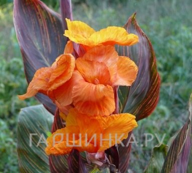 Канна Дурбан