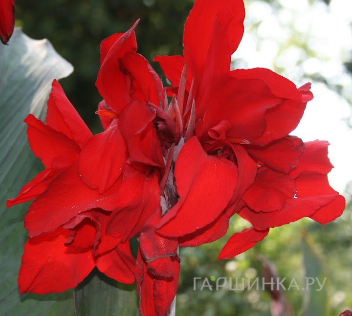 Канна Индика Ред