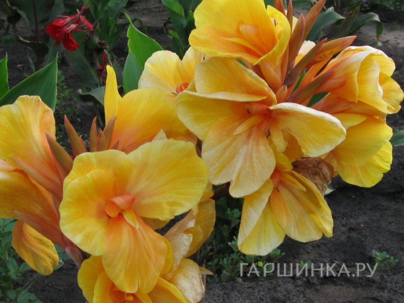 Канна Луи Коттин