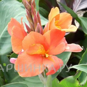 Канна Пич Блаш