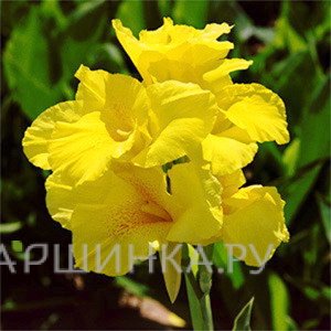 Канна Ричард Уоллес